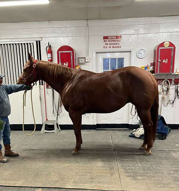 youth-halter-quarter-horse