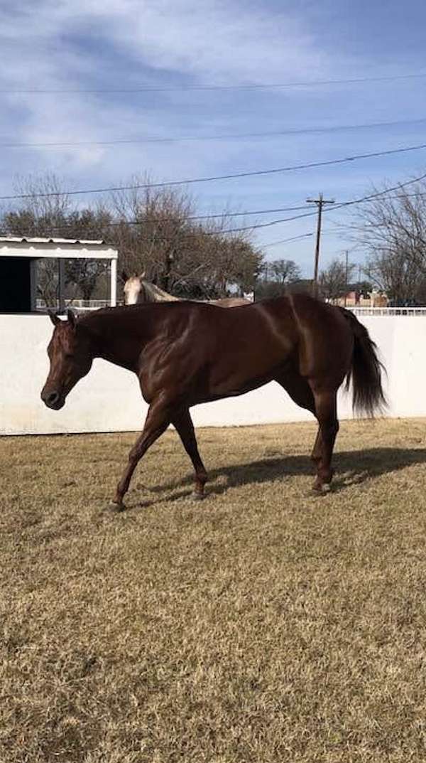 breeding-trust-quarter-horse