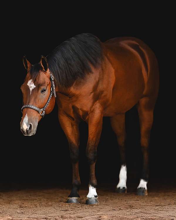 ranch-quarter-pony