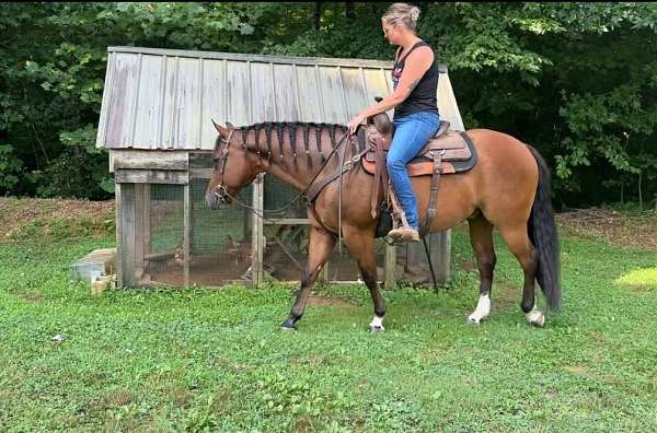 ranch-pony-quarter
