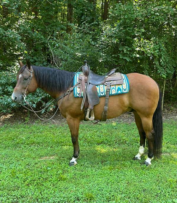 all-around-quarter-pony