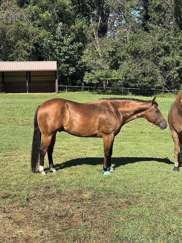 ranch-versatility-quarter-pony