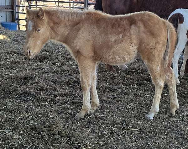 champagne-ptha-colt