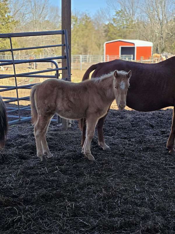 creek-draft-horse