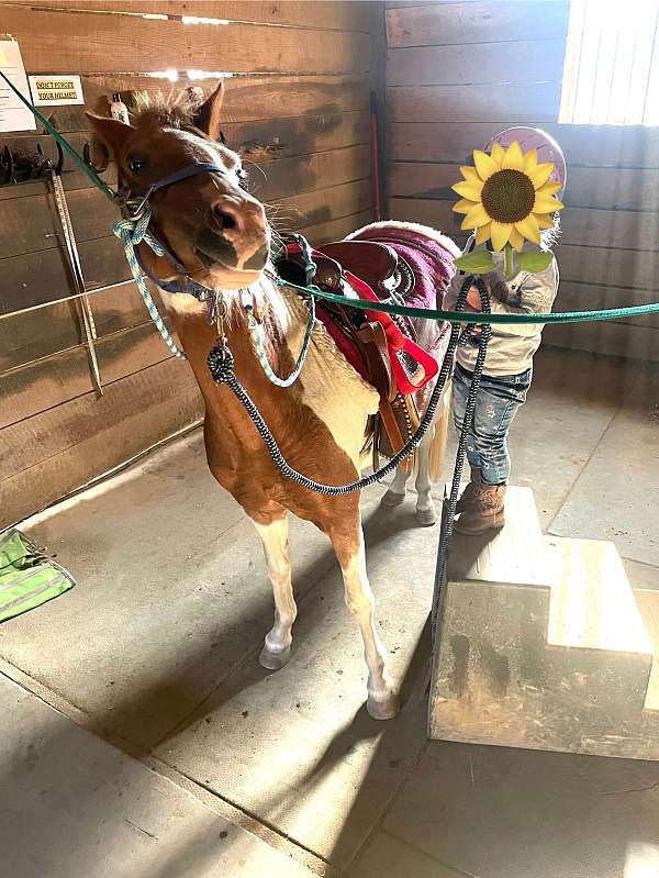 good-with-kids-paint-pony