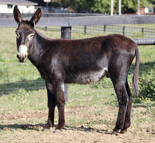 companion-pack-donkey