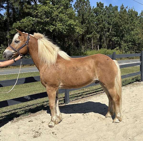 job-haflinger-horse