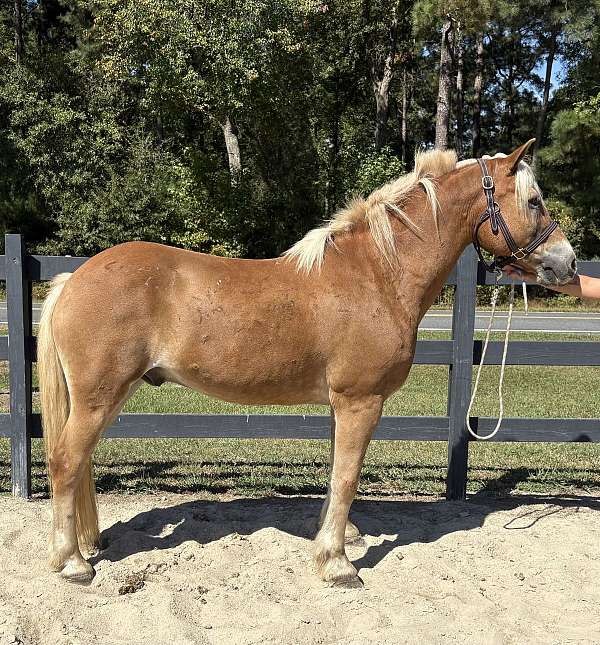 schooled-haflinger-horse
