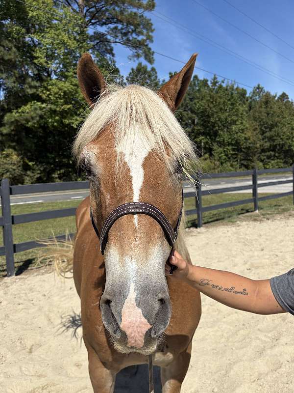 schooling-haflinger-horse