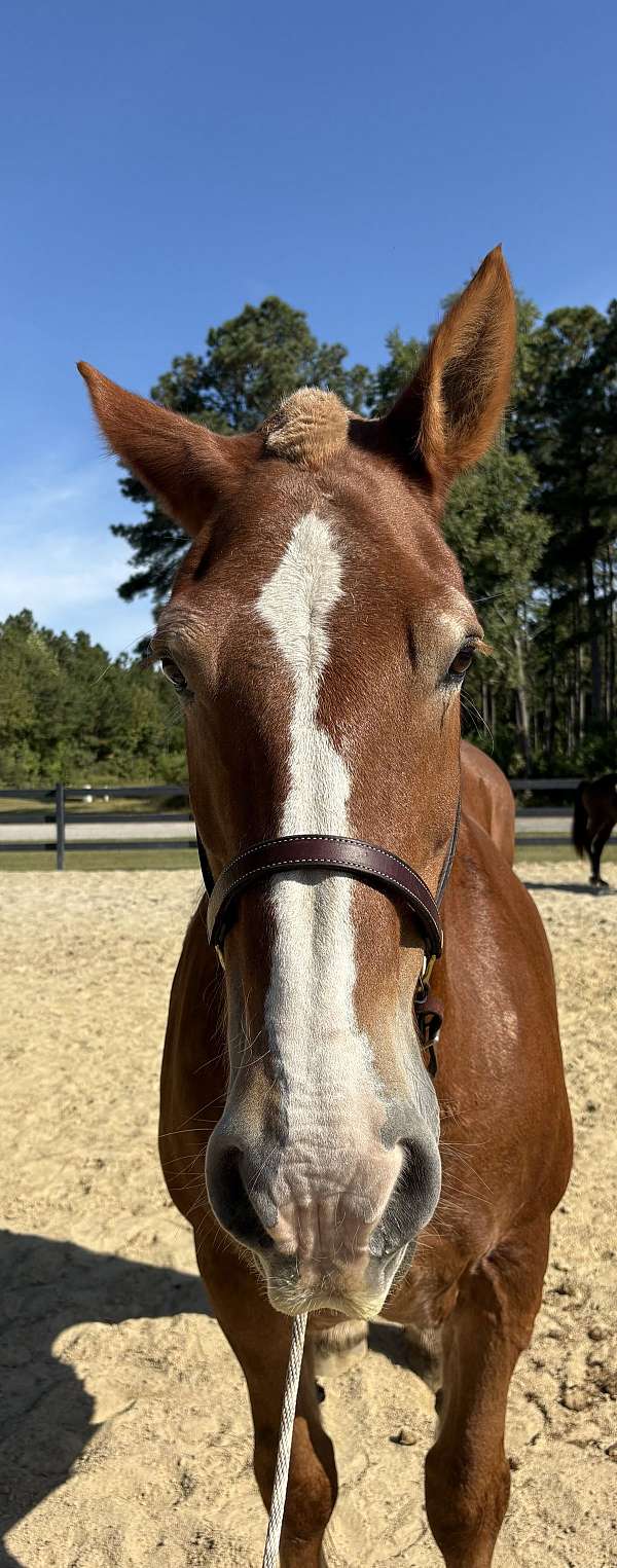 been-there-done-that-belgian-horse