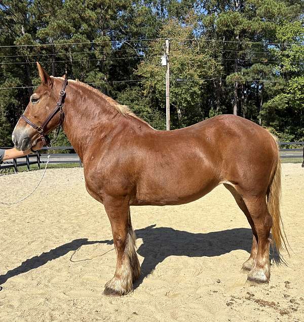 sense-belgian-horse