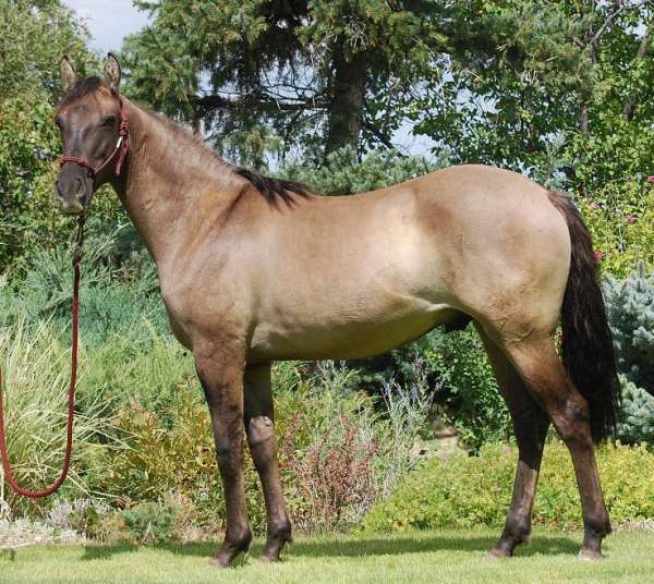 ameritano-azteca-horse