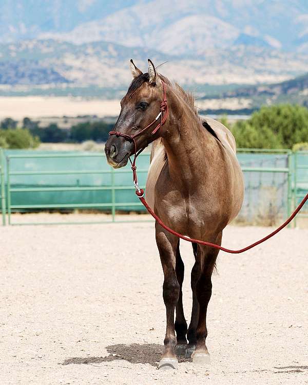 foundation-qh-azteca-horse