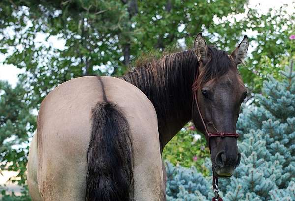 utah-azteca-horse