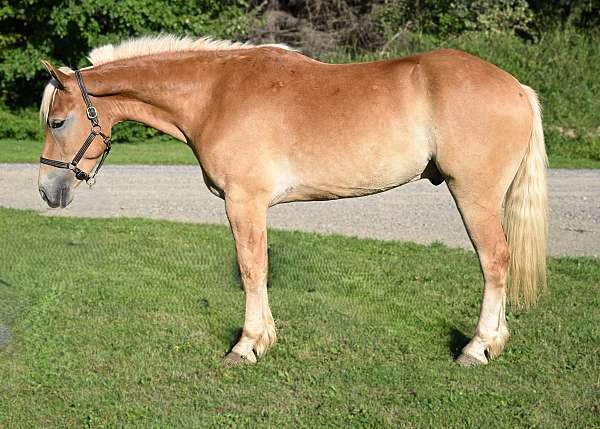 athletic-draft-horse