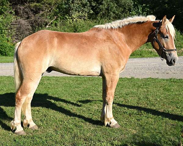 all-around-draft-horse