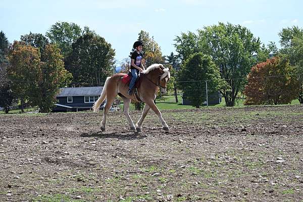 barrel-draft-horse