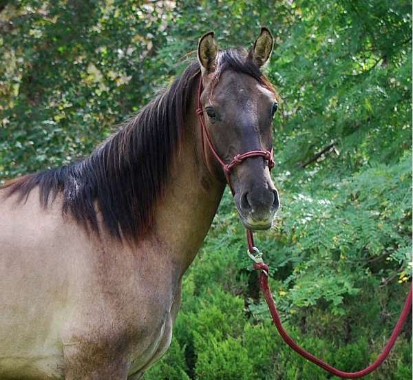 luistano-cross-azteca-horse