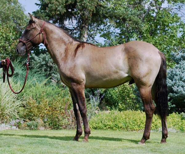 grulla-gelding-azteca-horse