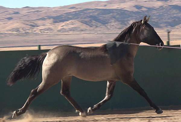 vaquero-azteca-horse