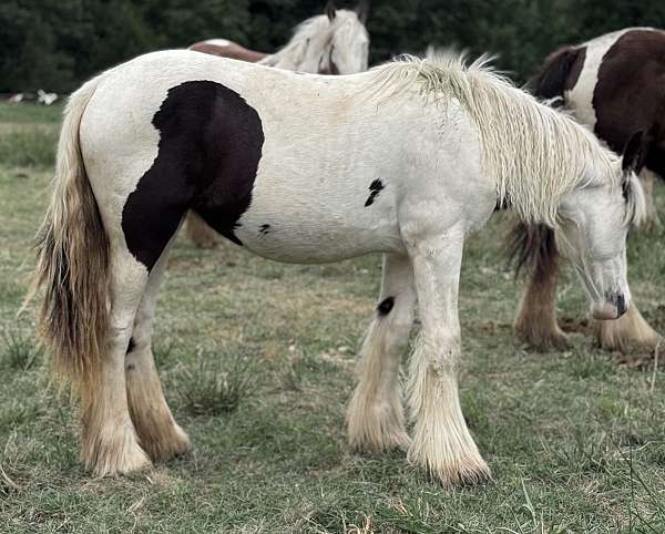 blue-eyed-gypsy-vanner-horse