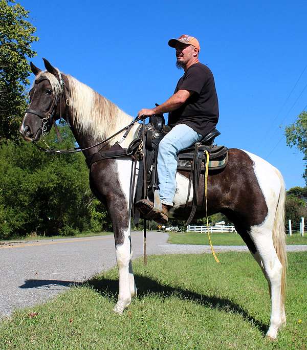 chocolate-spotted-saddle-filly