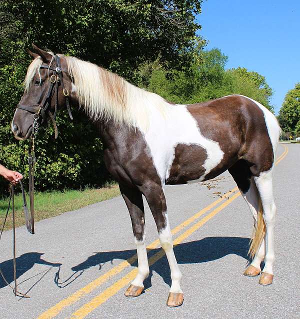 mcnatt-farm-filly