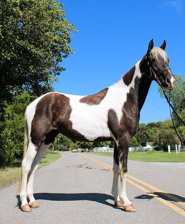 horse-for-sael-filly