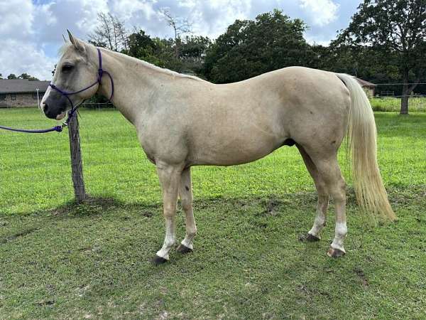 few-brown-paint-patches-horse