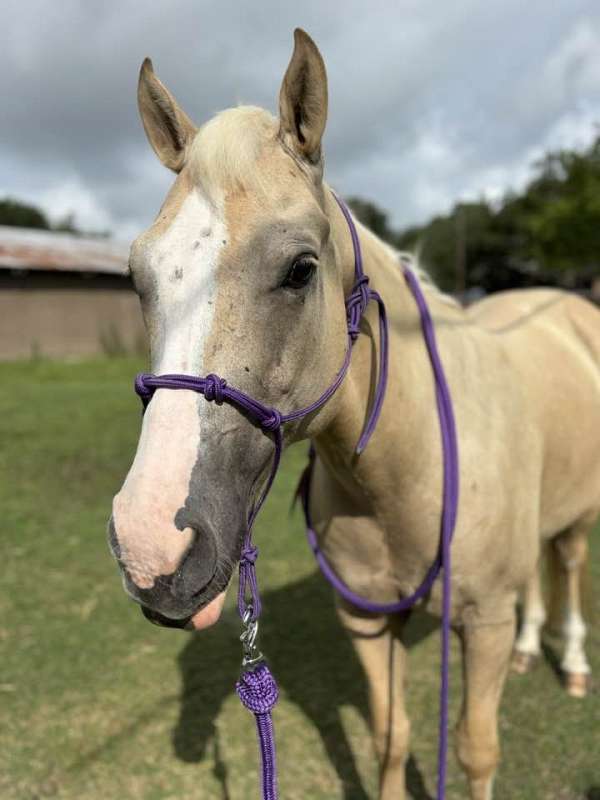 palomino-few-brown-paint-patches-horse