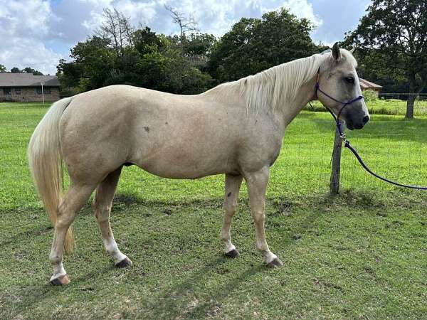 cow-working-horse-quarter
