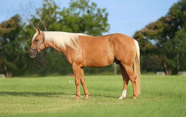 all-around-quarter-horse