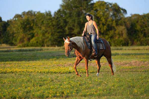 beginner-quarter-horse