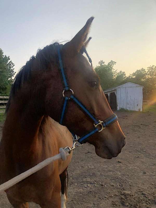 bay-irregular-blaze-to-snip-horse