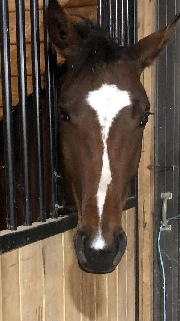 cwhba-westphalian-mare