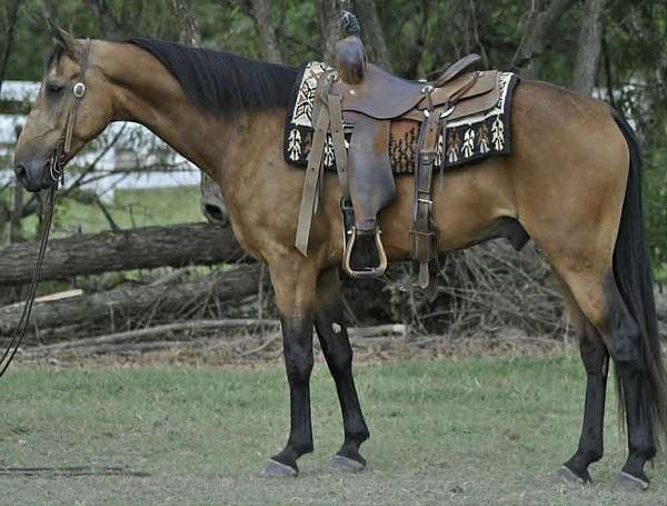buckskin-horses-for-sale