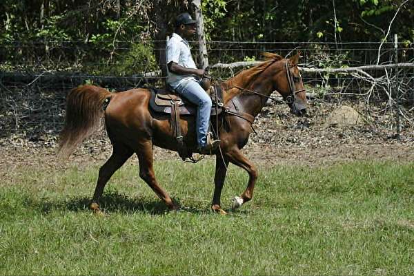 racking-horses-for-sale-gelding