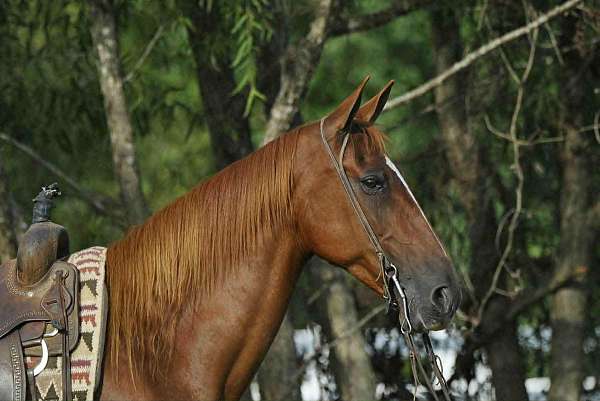 blaze-horse