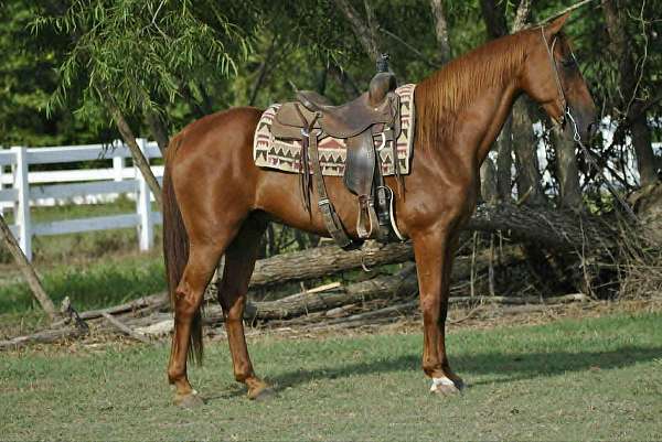sorrel-blaze-horse