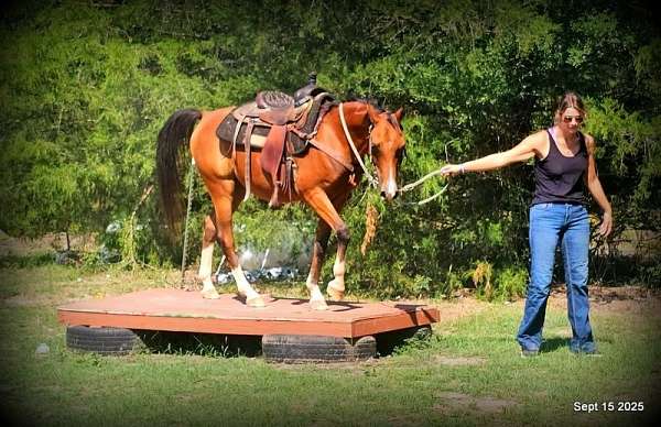 wester-arabian-horse