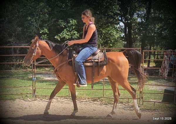 family-arabian-horse