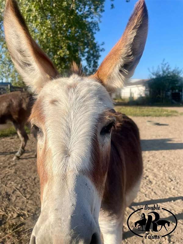 grey-bald-face-horse