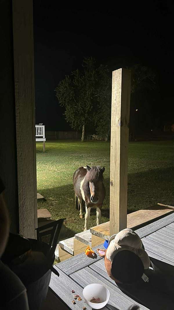 shetland-pony-for-sale