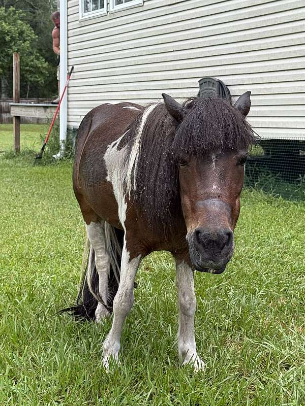 couple-shetland-pony