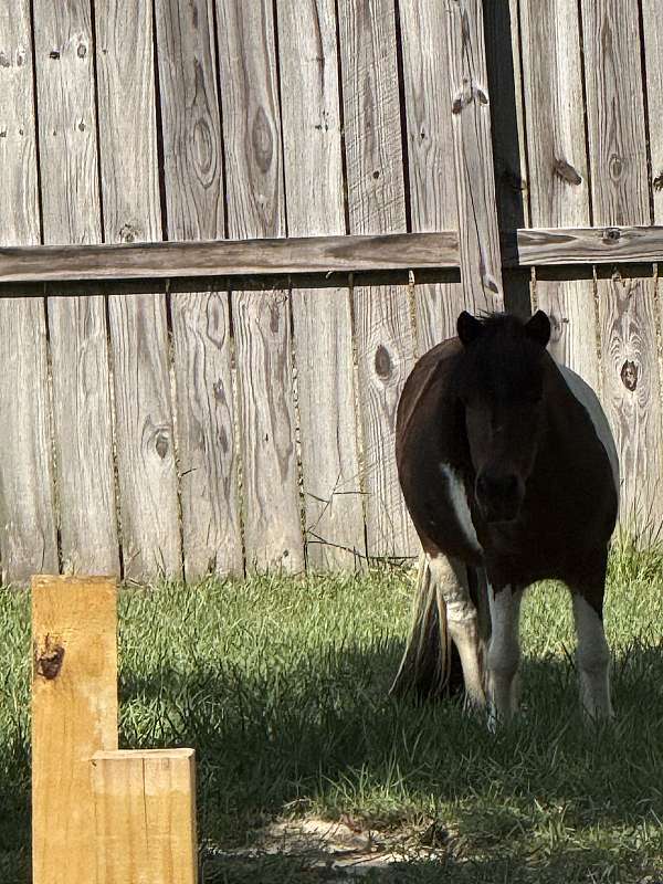 shetland-pony