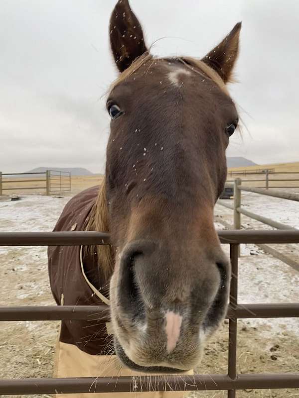 chestnut-tennessee-walking-horse