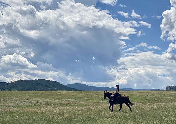 all-around-tennessee-walking-horse