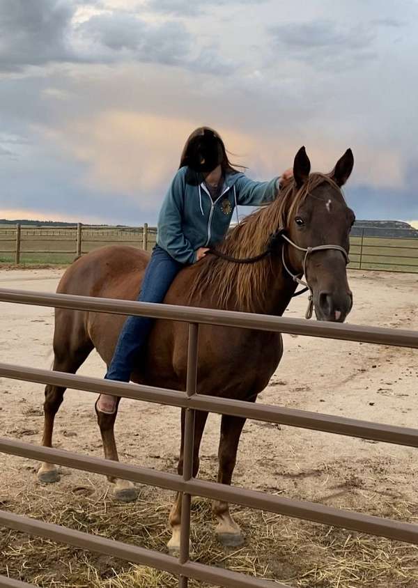 chestnut-gelding-tennessee-walking-horse