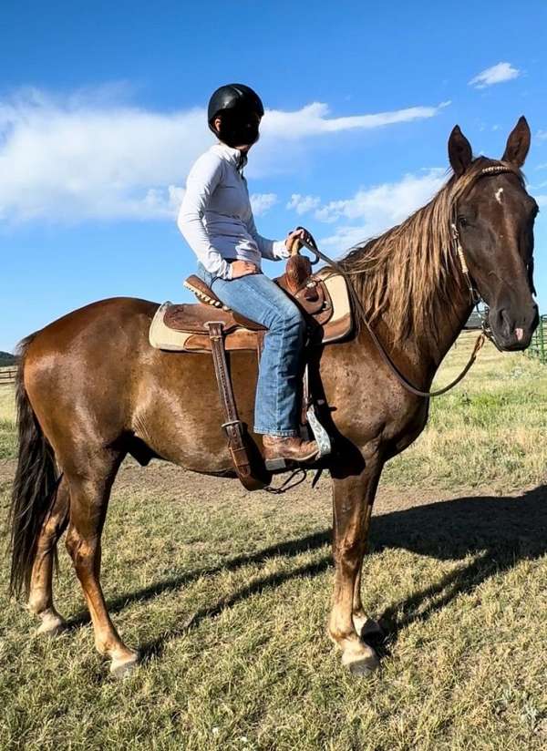 due-tennessee-walking-horse