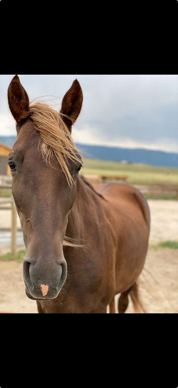 confirmation-tennessee-walking-horse